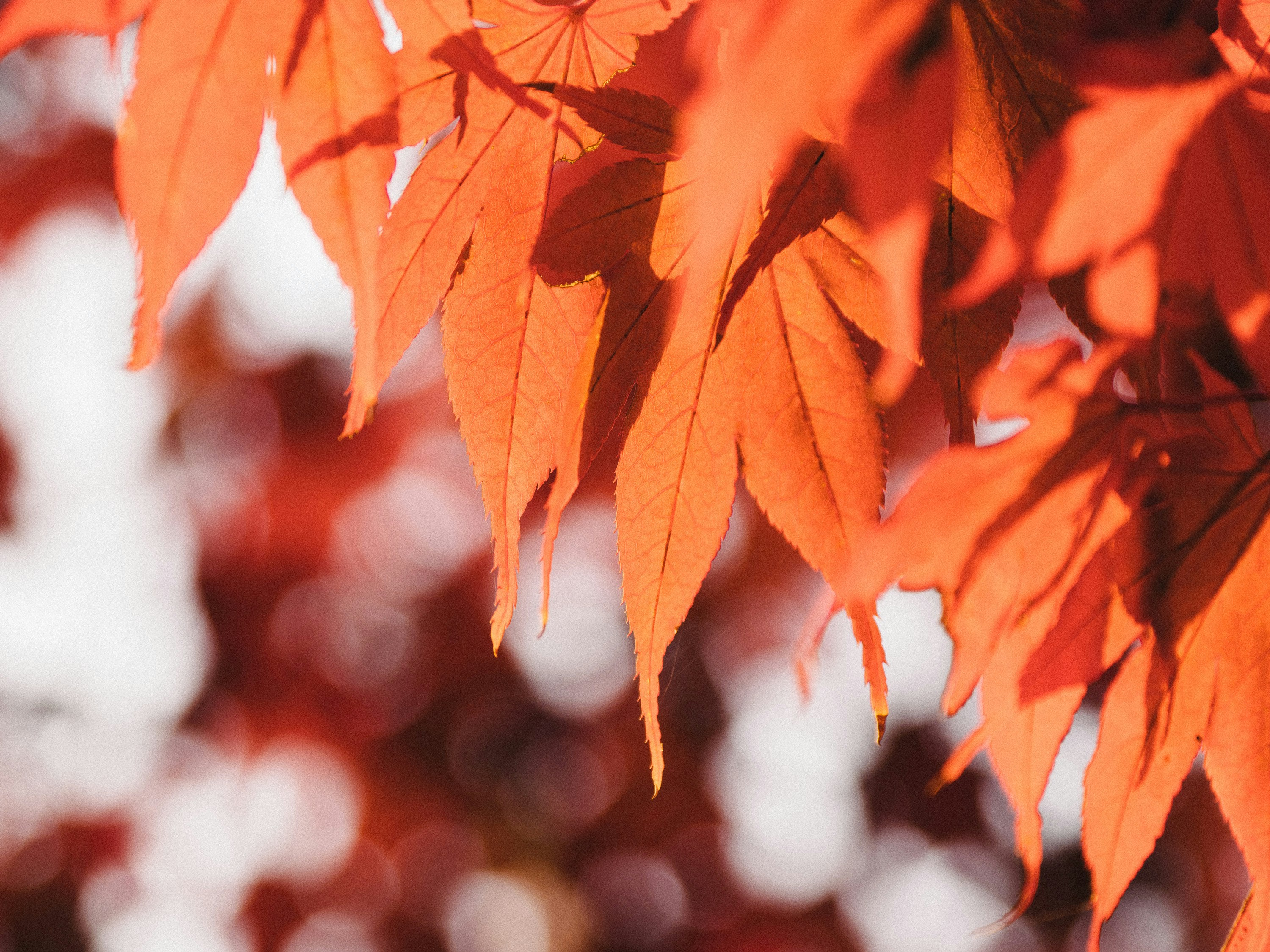 Photo by ultratunafish