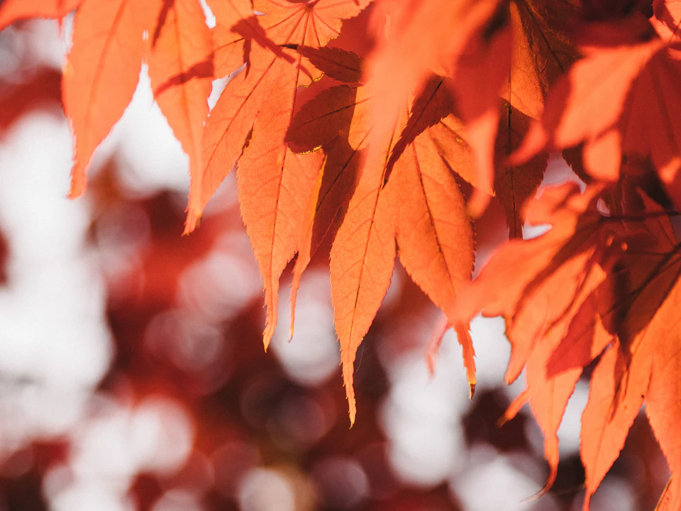 The image shows a close-up view of a tree branch with vibrant orange leaves. The leaves are spread out, creating an intricate pattern against the backdrop of the blurred background. The perspective is from below and slightly to the side, providing a unique view of the leafy canopy.