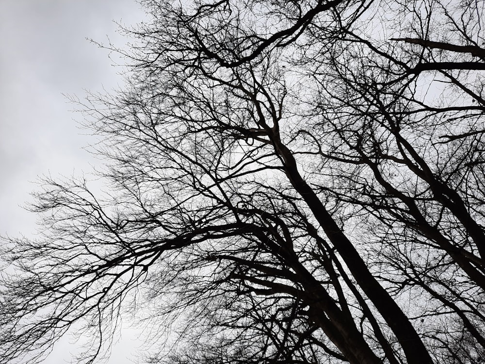 a tree with no leaves