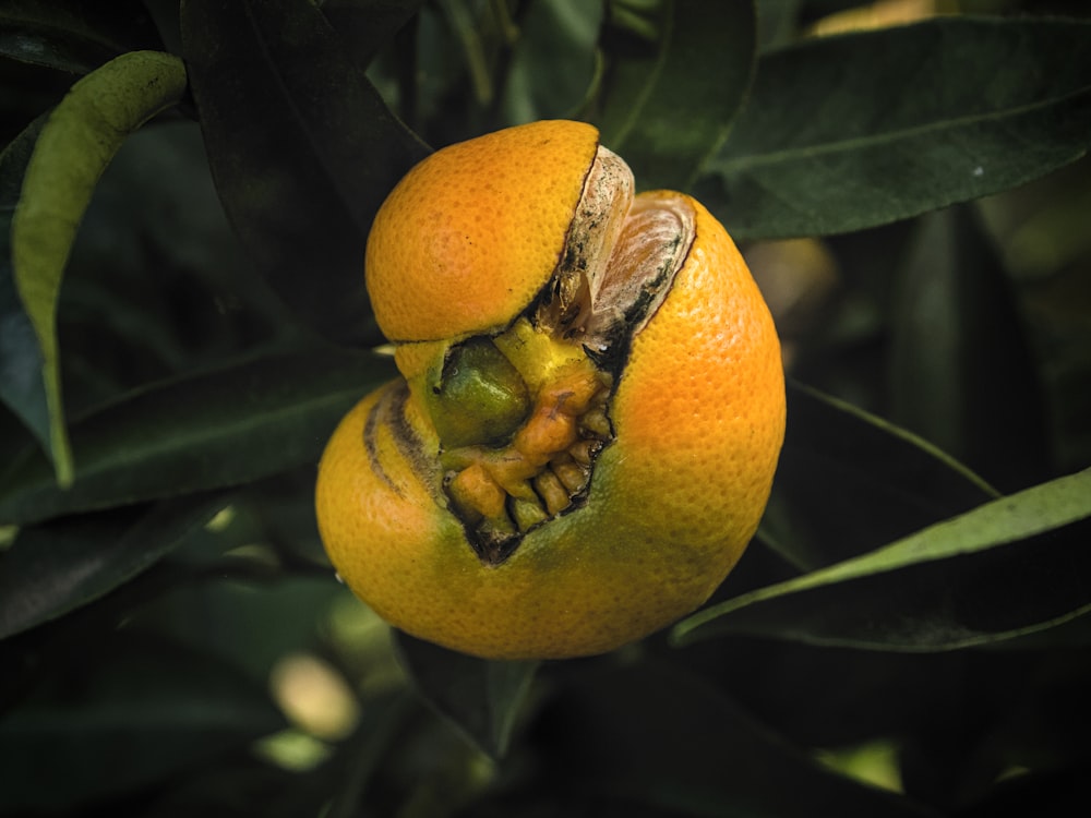 a fruit with a bee on it