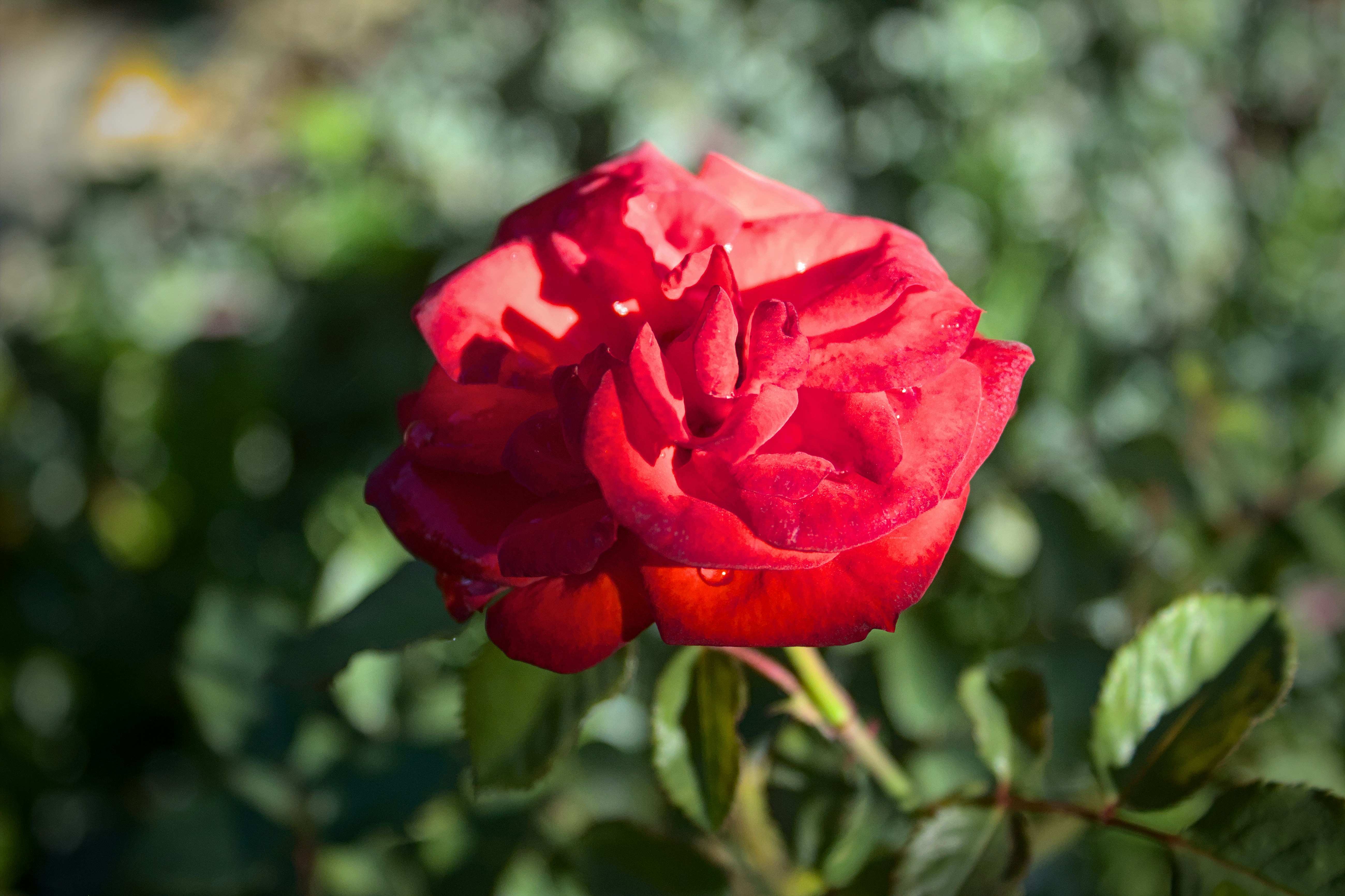 Photo by brunomiguel