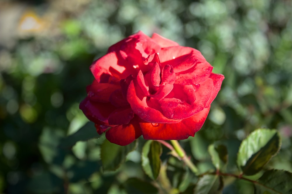 a close up of a rose