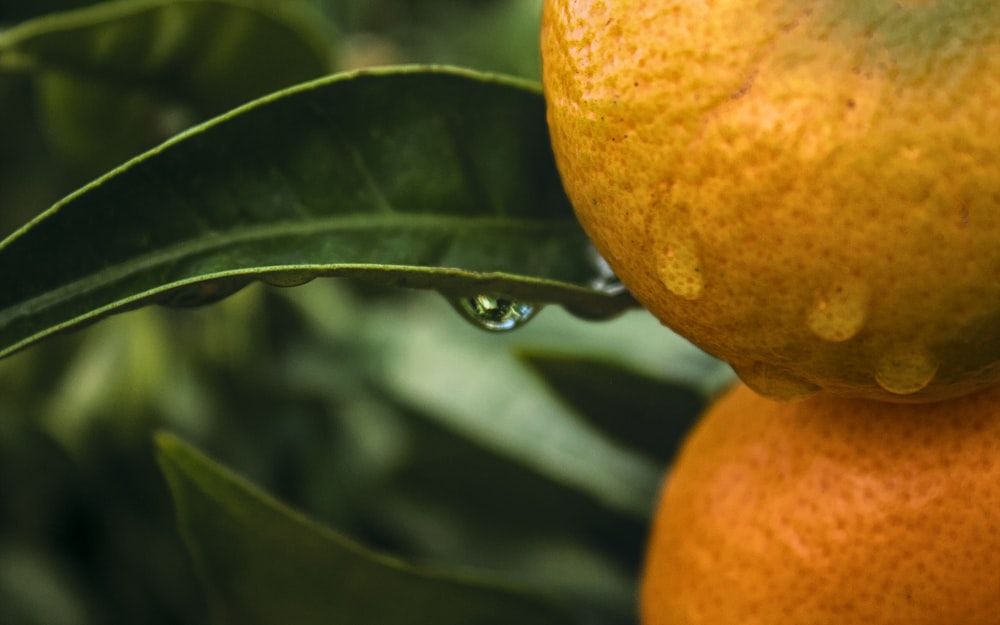 a couple oranges on a tree