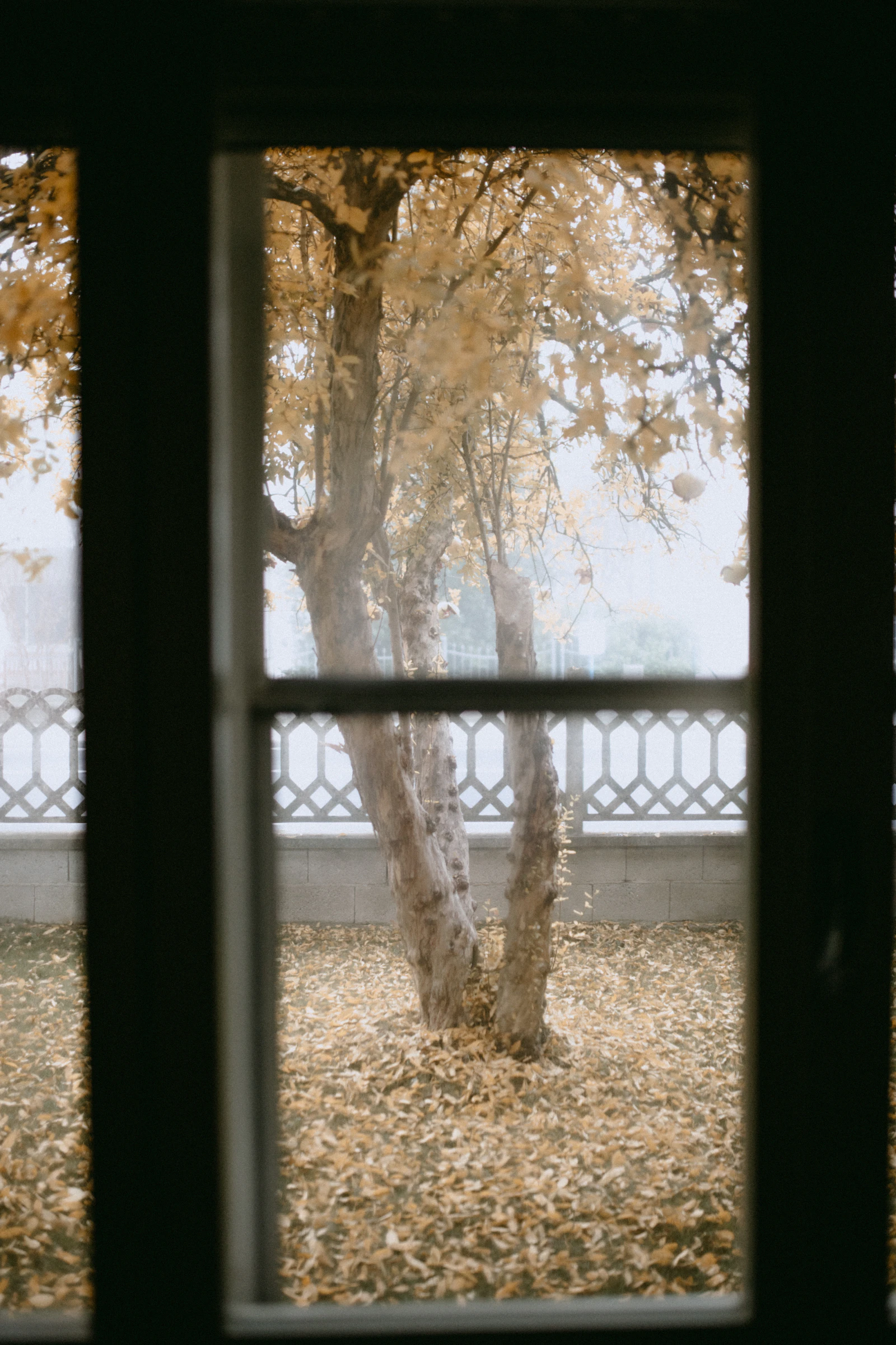 A cozy home interior with a view of autumn trees through a window, capturing the settled feel of a low-maintenance home