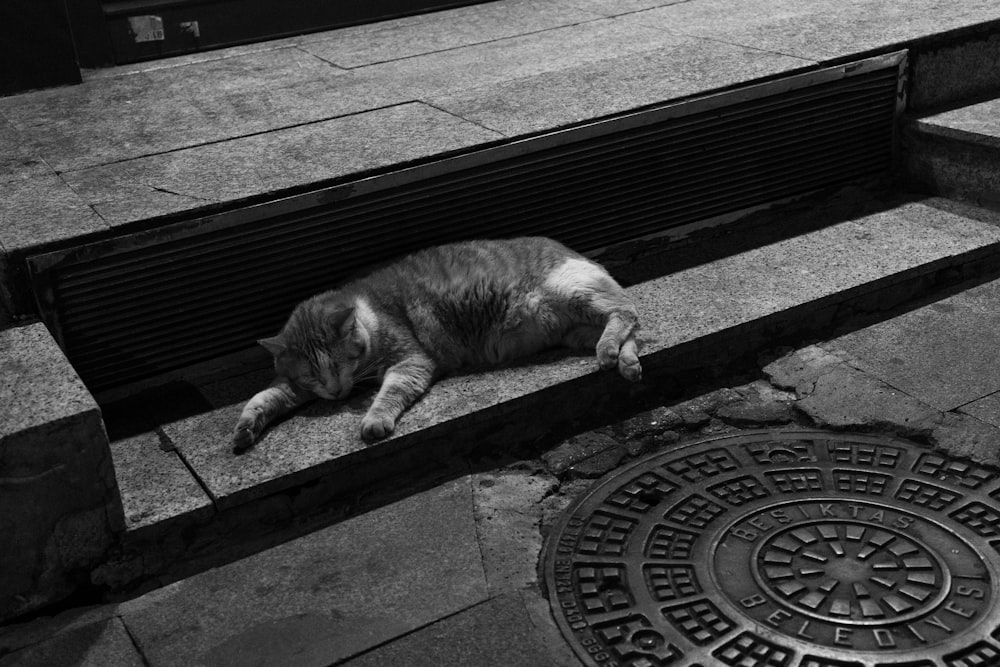 a cat lying on the ground