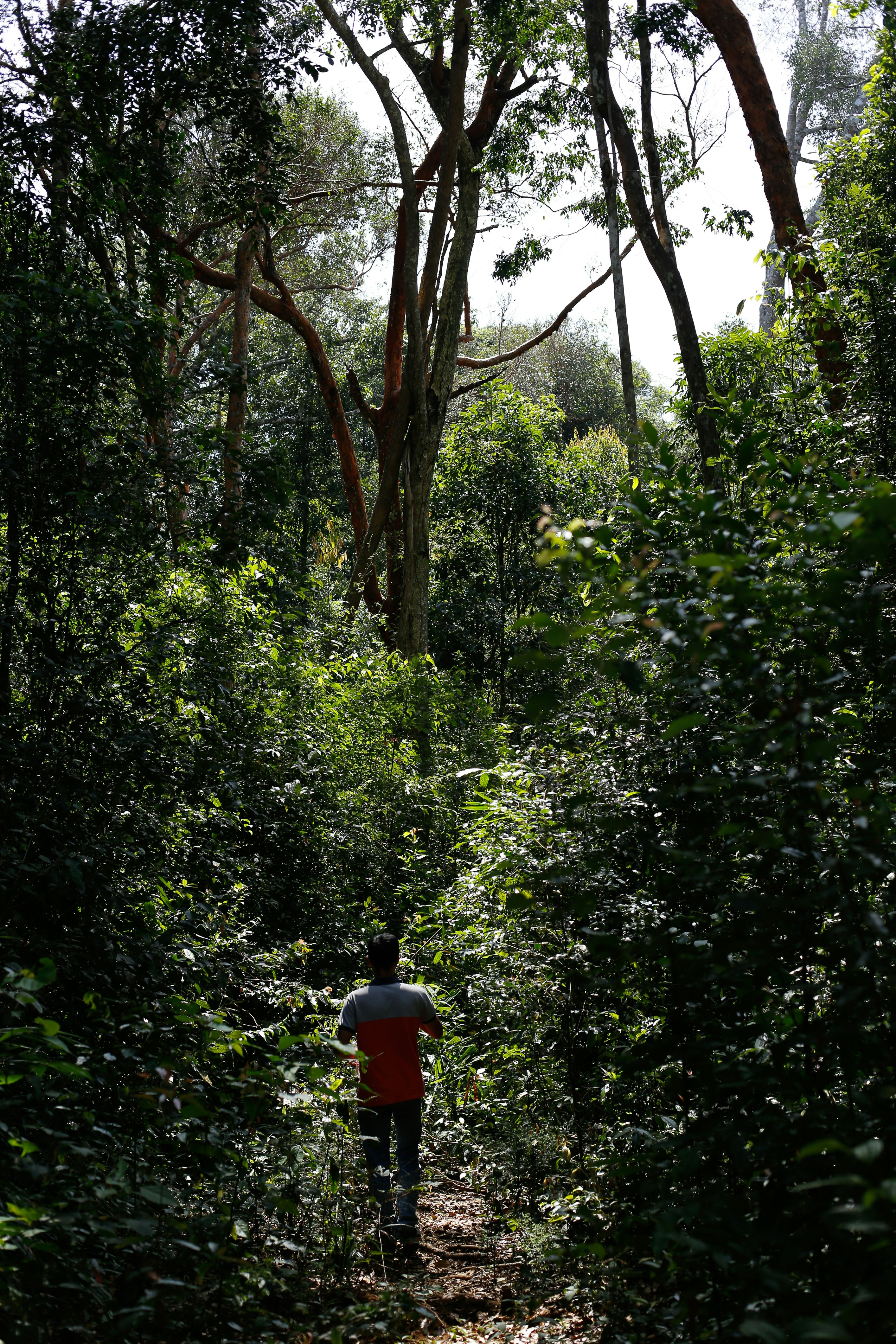 A person walking through a forest photo – Free Forest Image on Unsplash