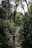 A person is walking along a path in a dense forest, surrounded by tall trees and lush greenery. Sunlight filters through the leaves, casting a dappled light on the underbrush. The scene is tranquil and natural, highlighting the beauty of the wilderness.