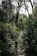A person is walking along a path in a dense forest, surrounded by tall trees and lush greenery. Sunlight filters through the leaves, casting a dappled light on the underbrush. The scene is tranquil and natural, highlighting the beauty of the wilderness.