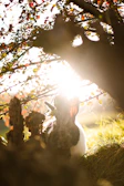 A sweet 2D animated rabbit resting under a tree with soft sunlight filtering through leaves.