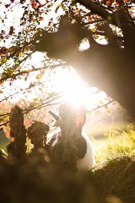 A sweet 2D animated rabbit resting under a tree with soft sunlight filtering through leaves.