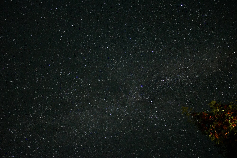 a starry night sky with a plant and a tree