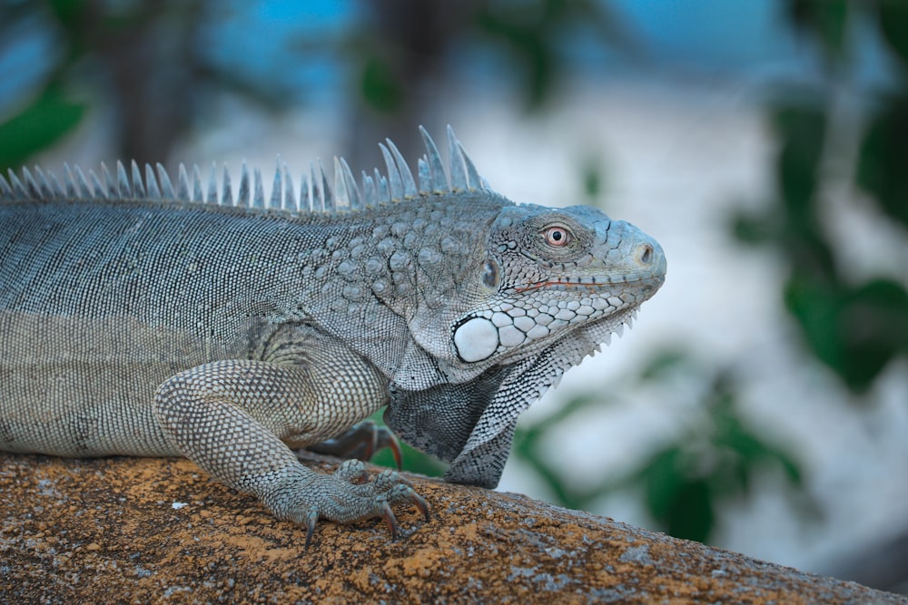 a lizard on a rock