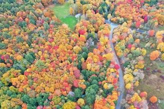 a road surrounded by colorful flowers