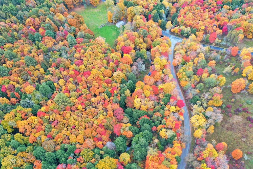 a road surrounded by colorful flowers