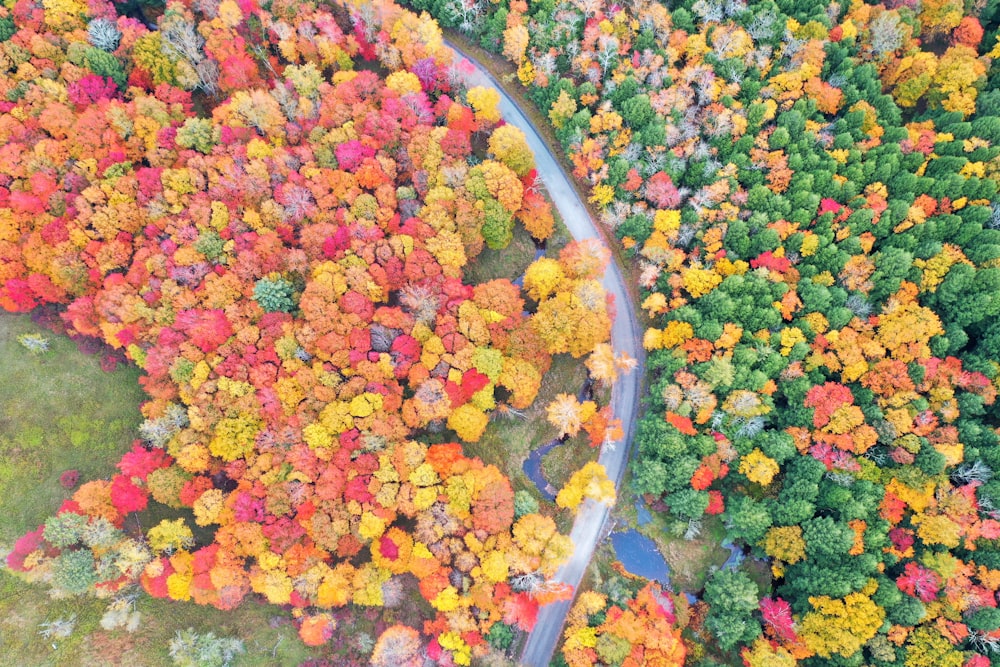 a road surrounded by colorful flowers