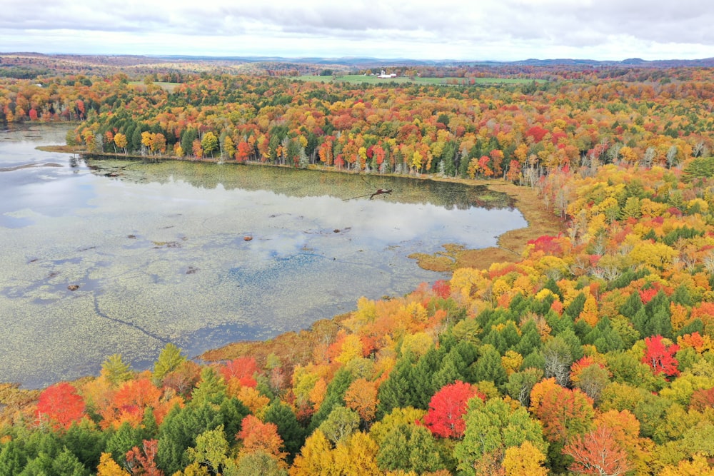 a lake surrounded by trees