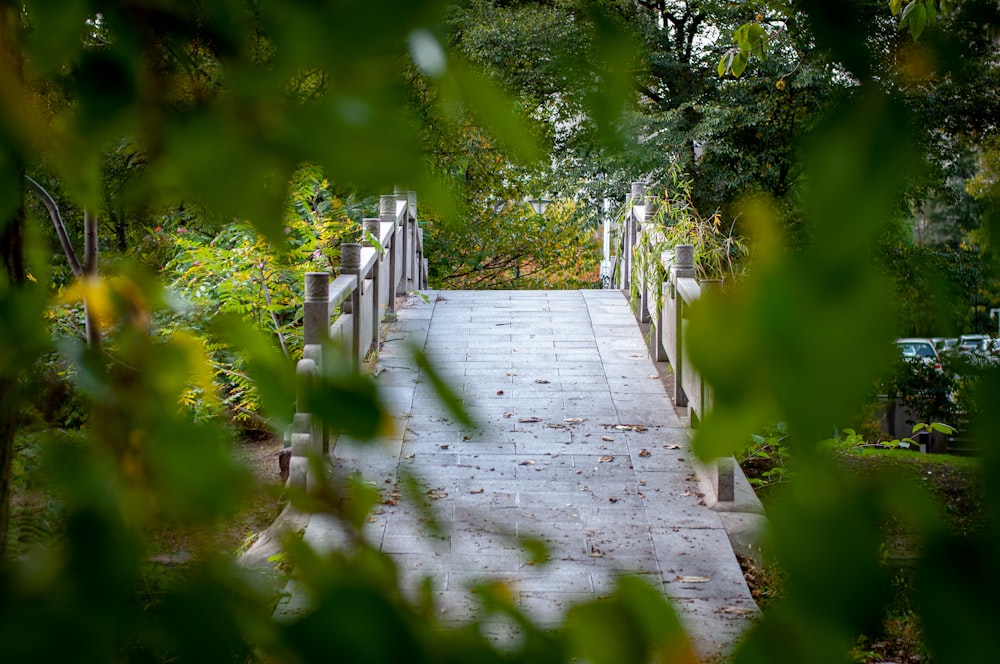 a path with trees on the side