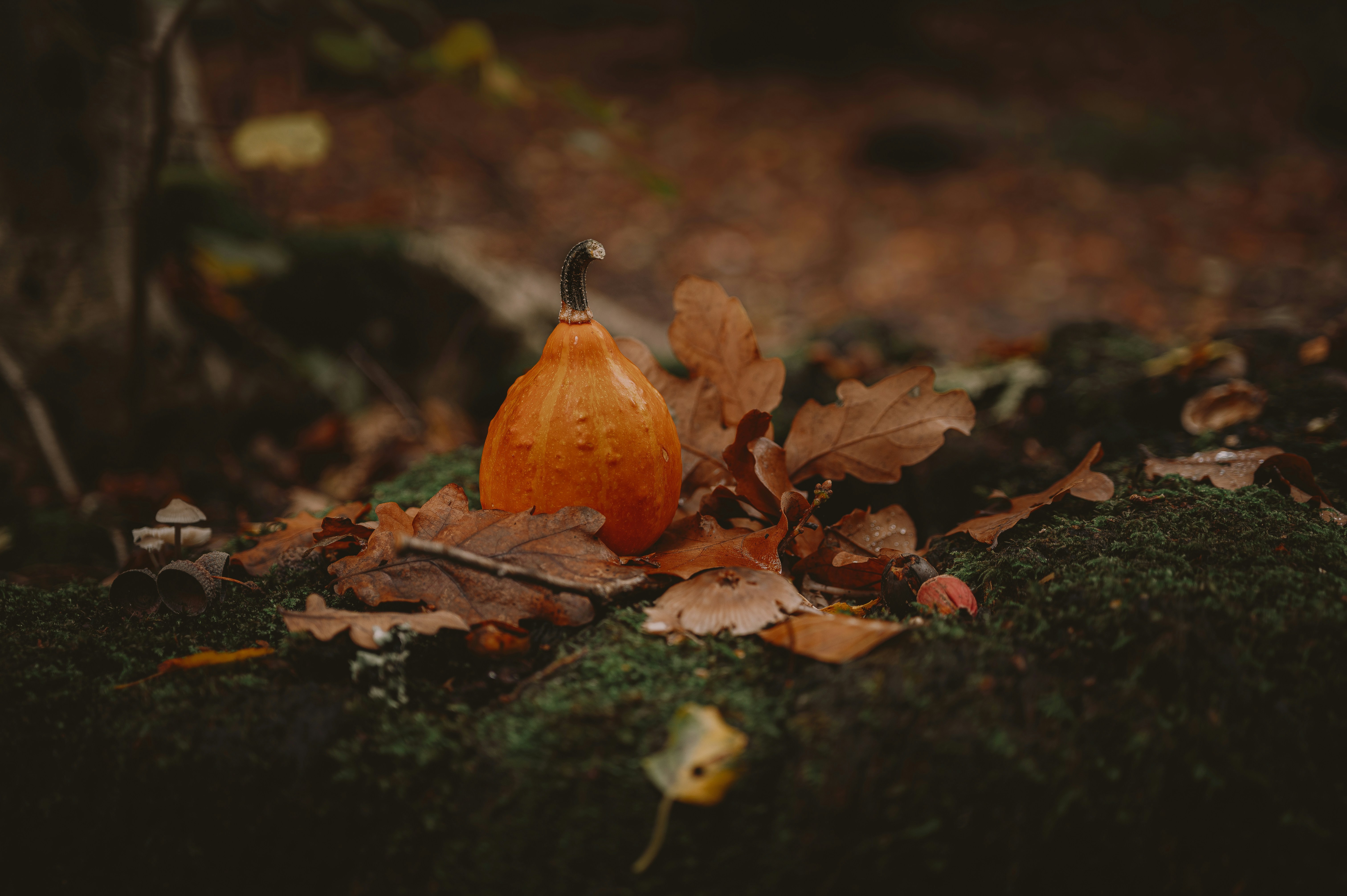 Photo by jeztimms