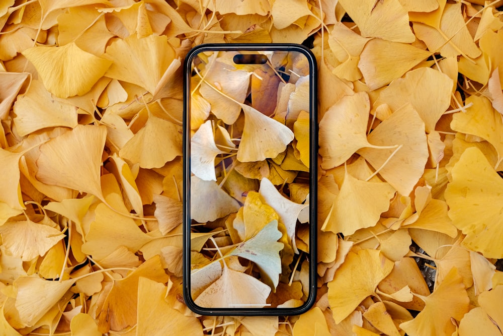 a glass of water surrounded by yellow leaves