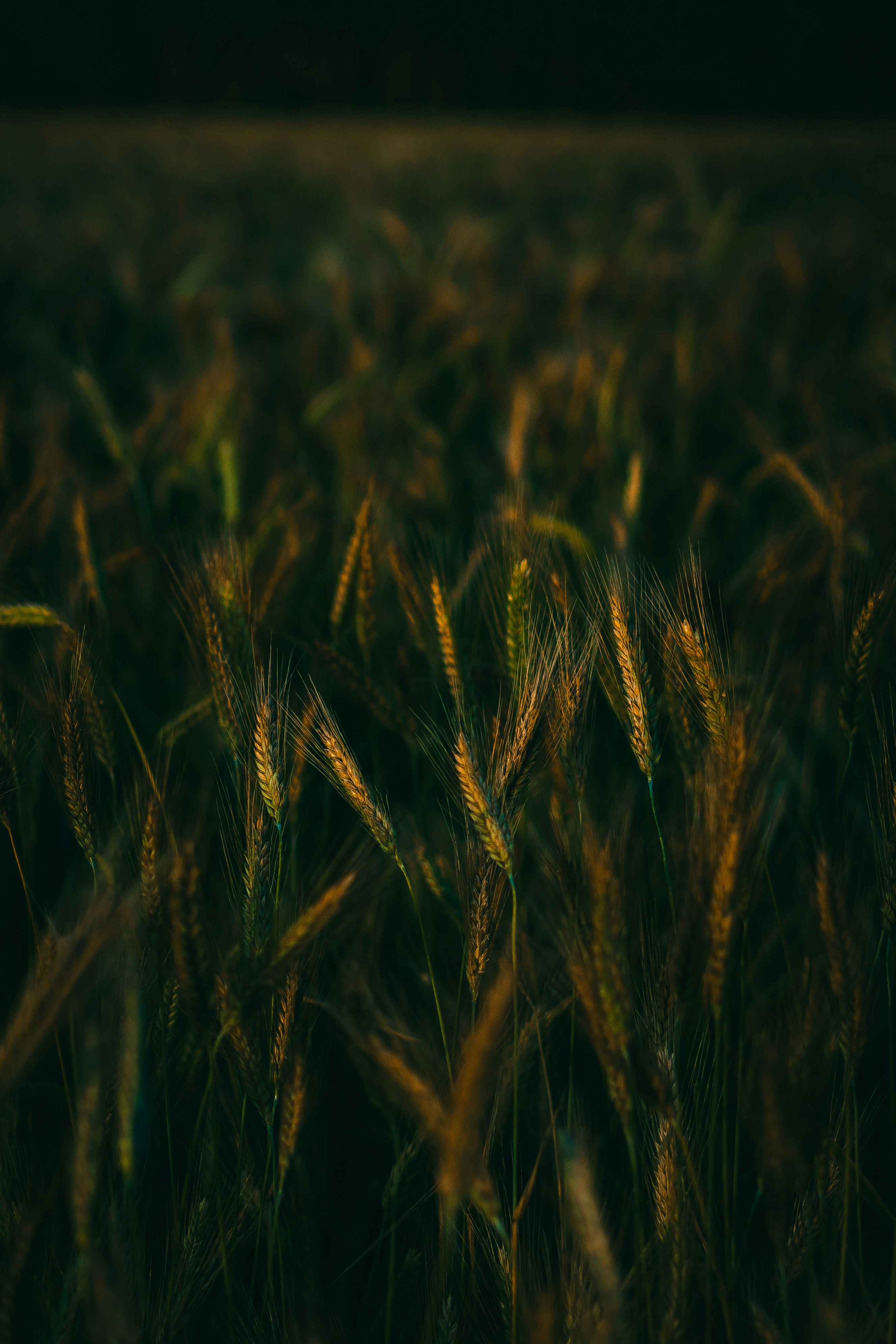 Gros plan d’une plante