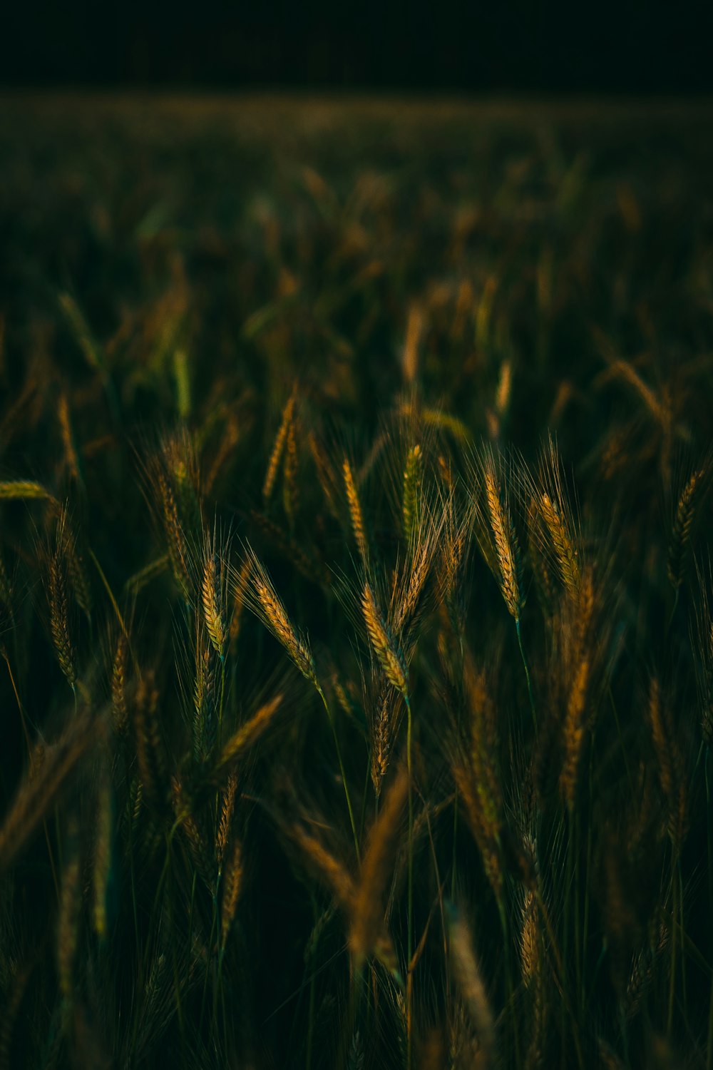 a close up of a plant