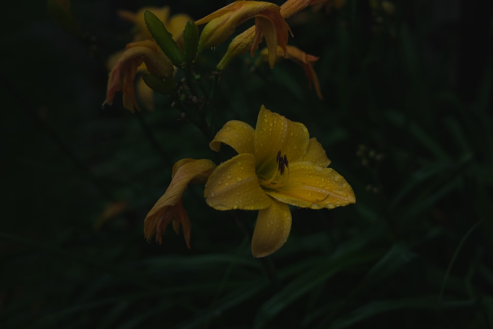 a yellow flower with red spots