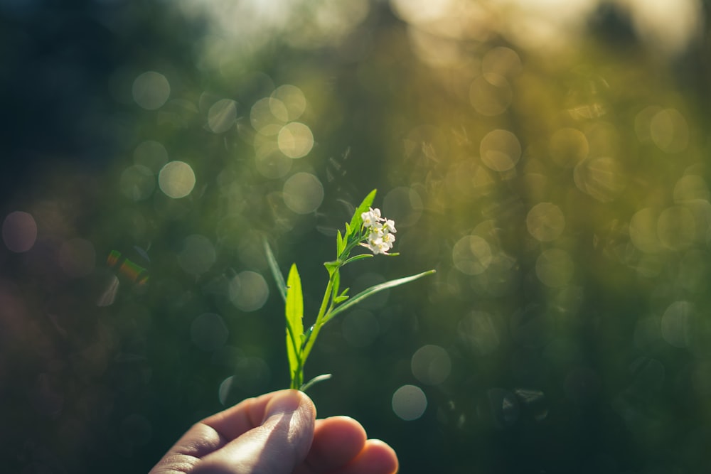 a hand holding a small plant