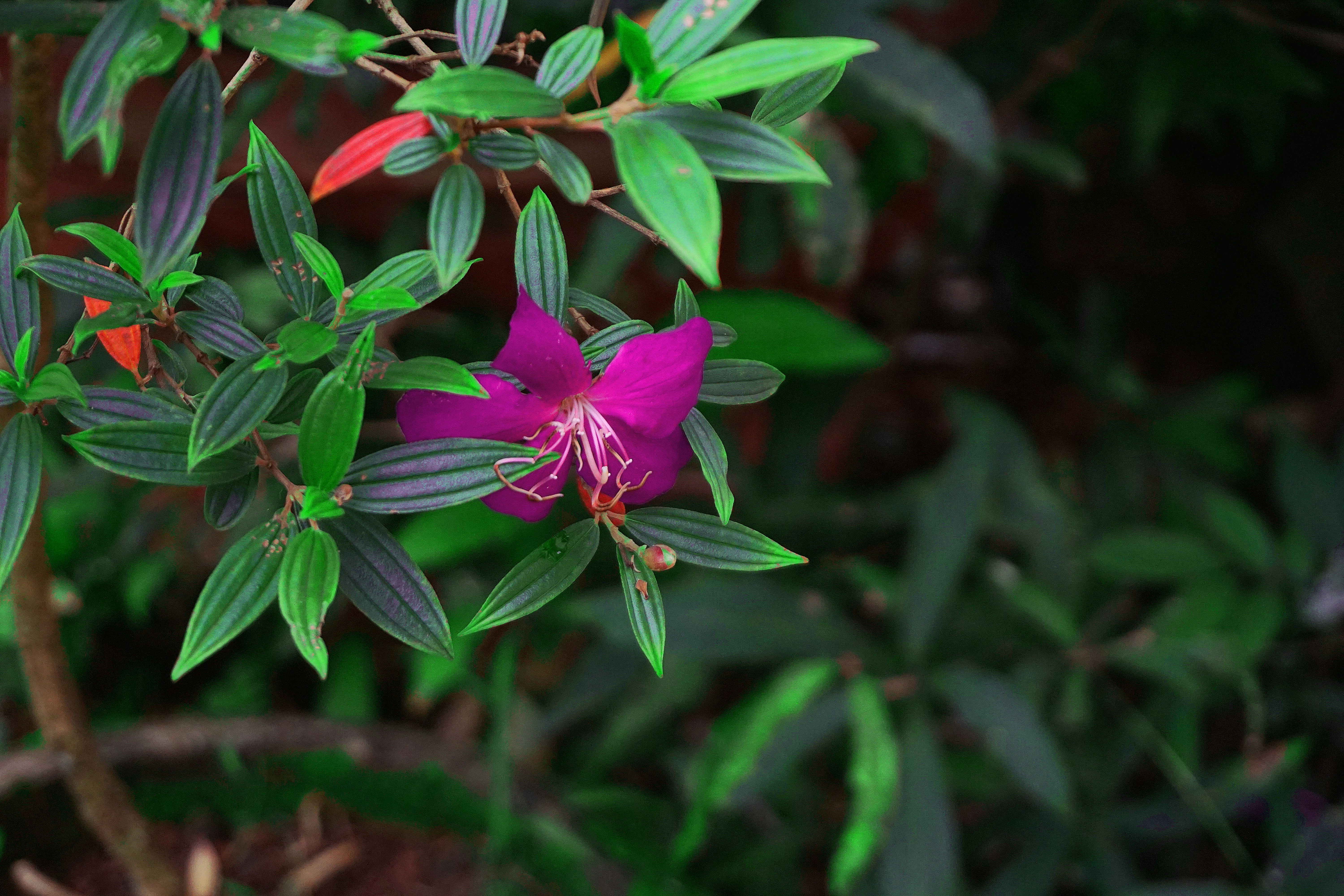 Photo by nguyen_phong