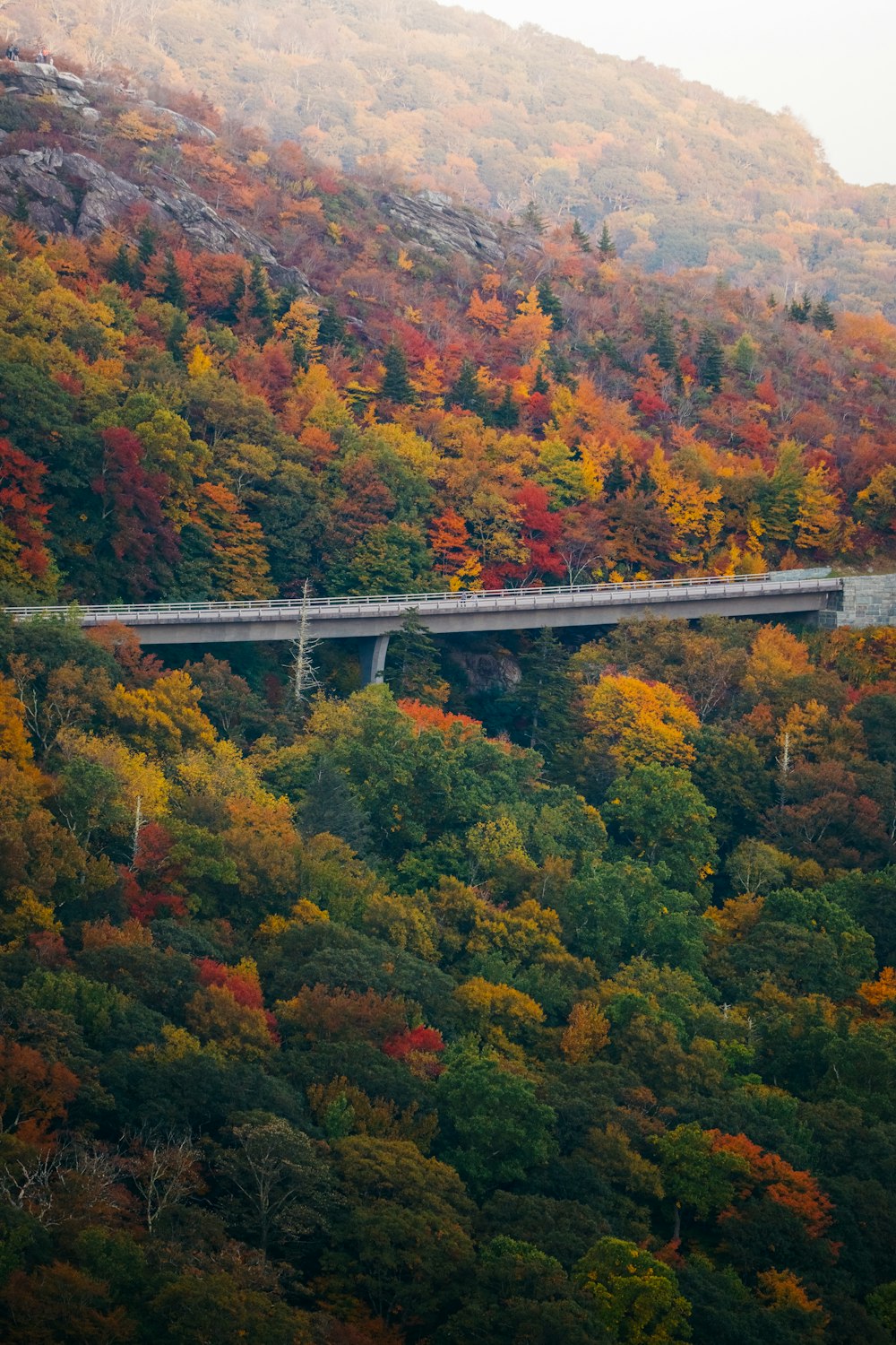 un pont au-dessus d’une forêt