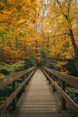 a wooden bridge with yellow leaves