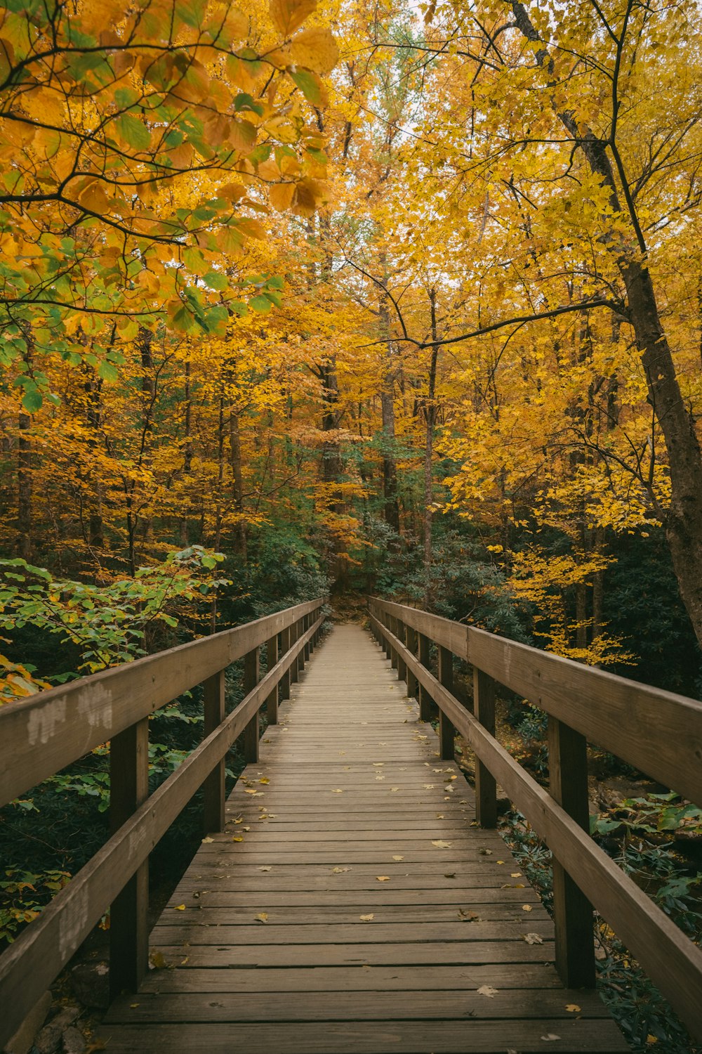 a wooden bridge with yellow leaves