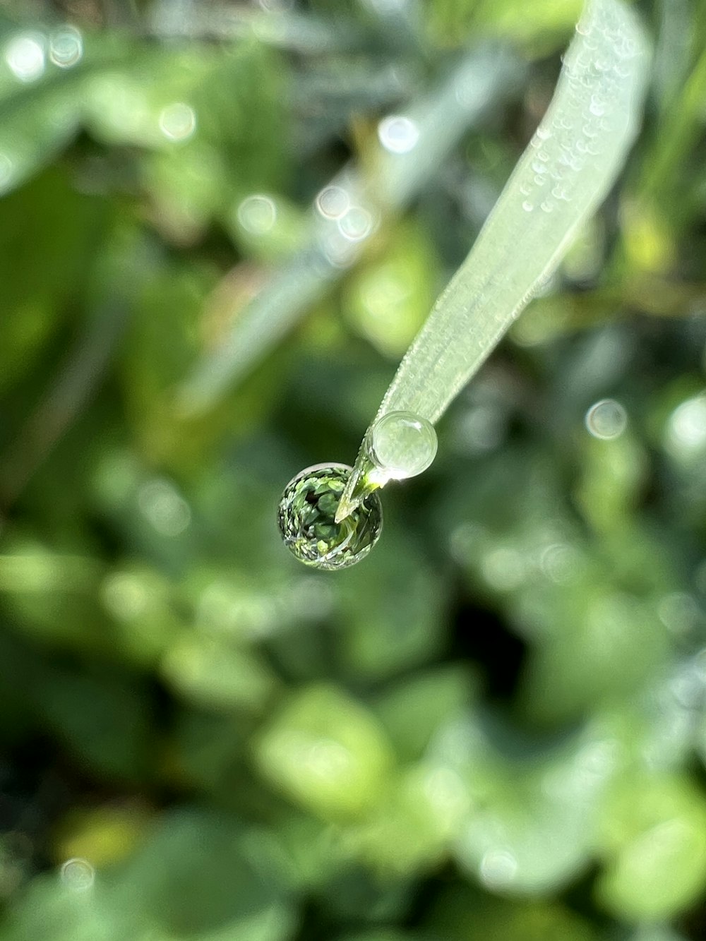 Ein Tropfen Wasser auf einem Blatt