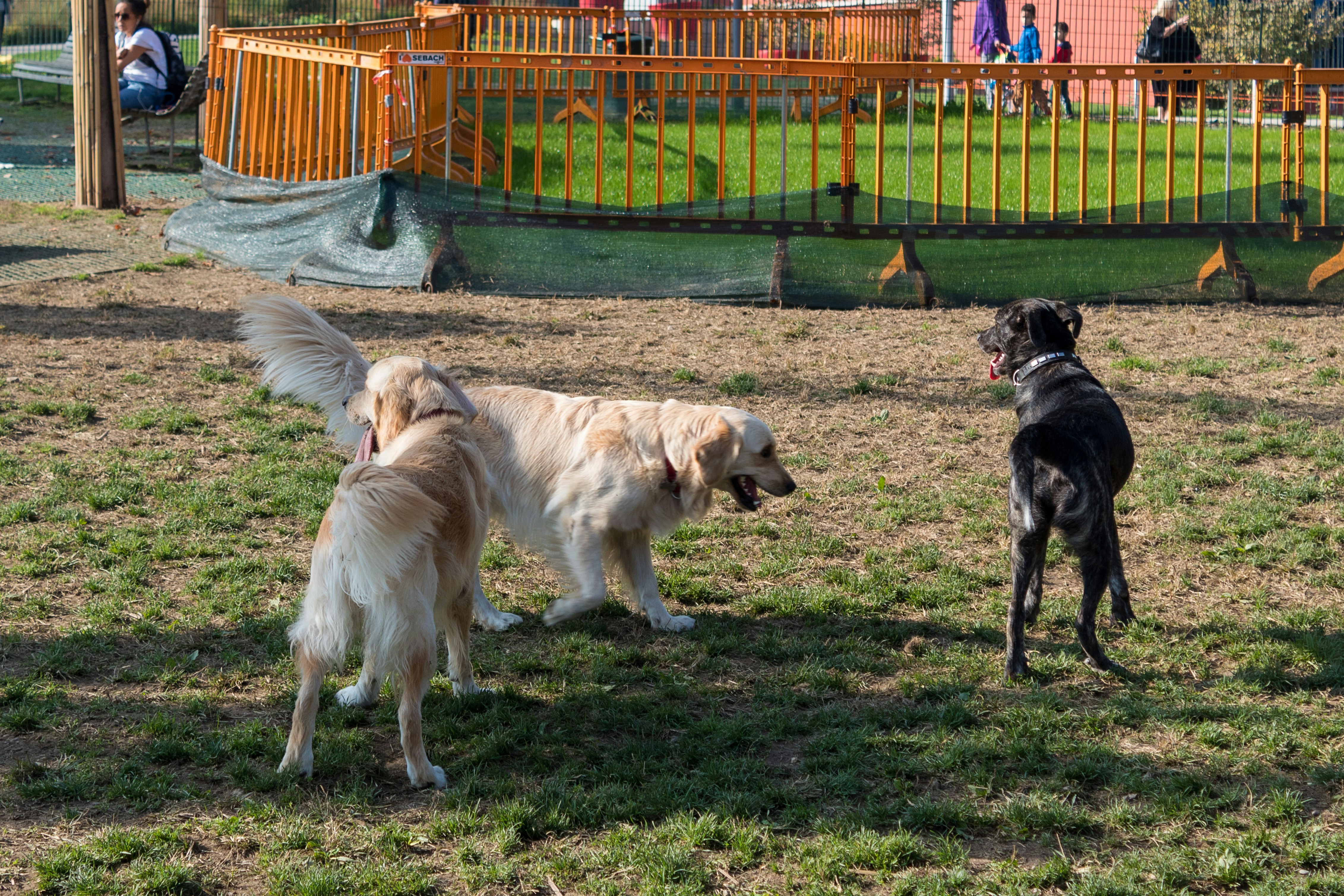 onsite dog park with residents and their dogs - apartment complexes that allow dogs