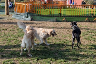 a group of dogs in a park