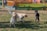 a group of dogs in a park