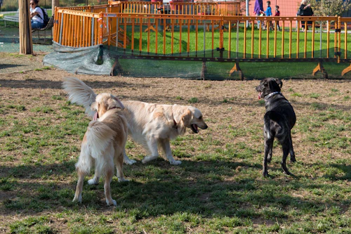 Golden Retriever gioca con un altro cane