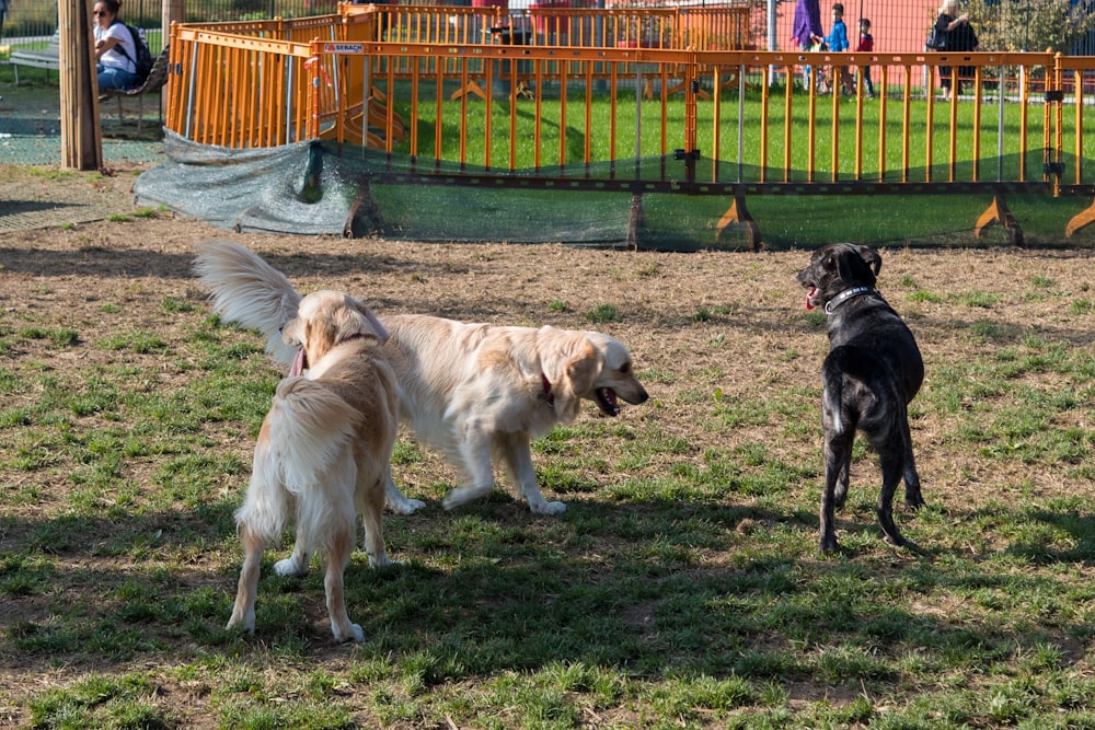 a group of dogs in a park