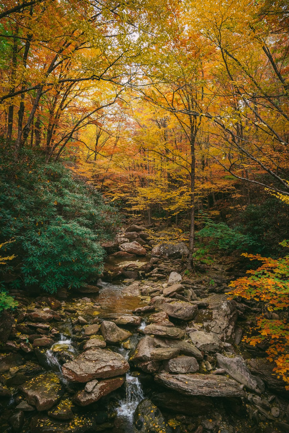 a stream with rocks and trees around it