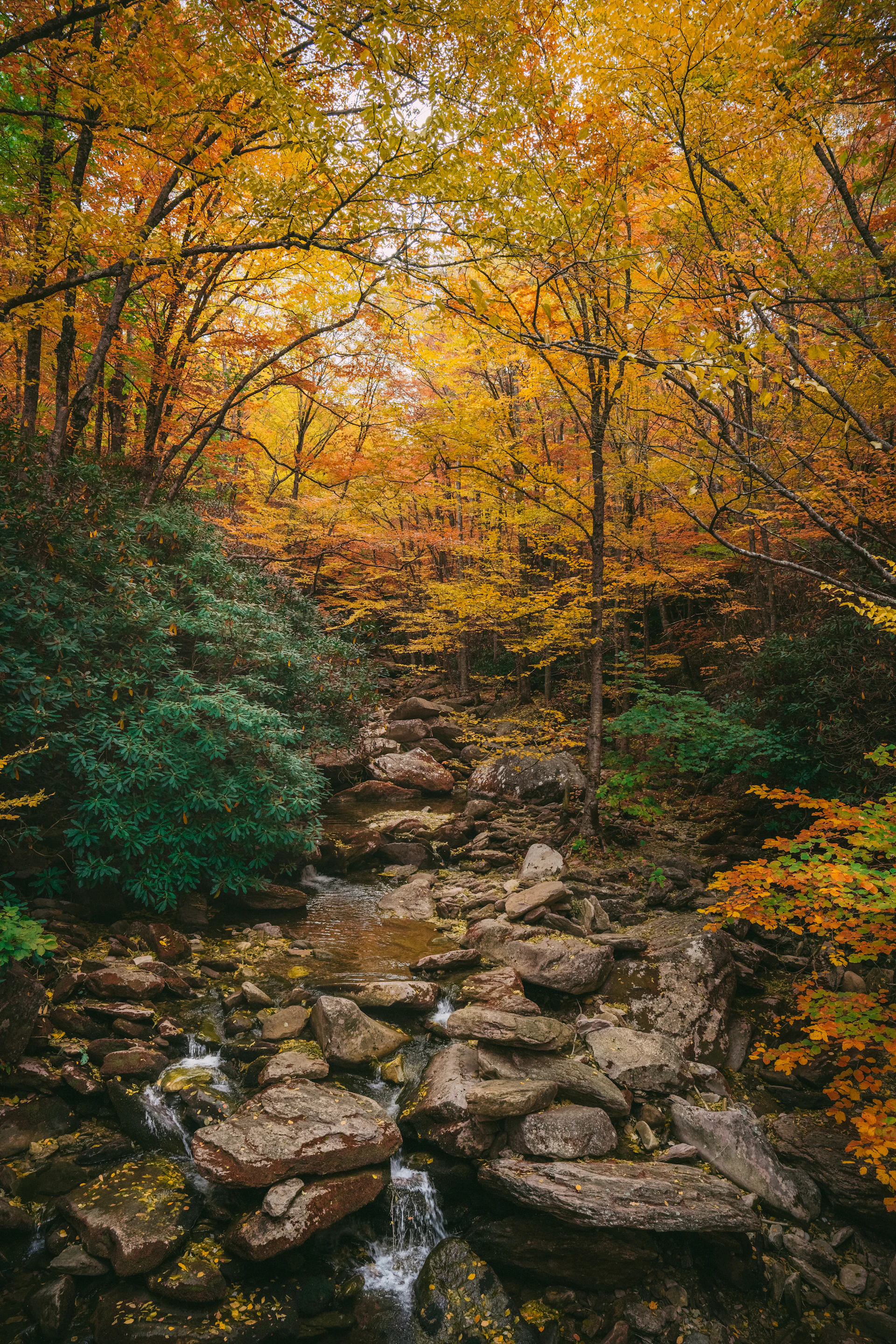Grandfather Mountain State Park Stream