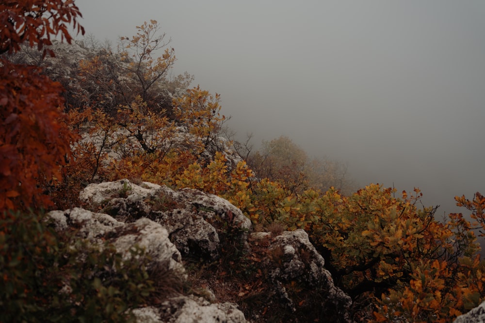 a group of trees with rocks