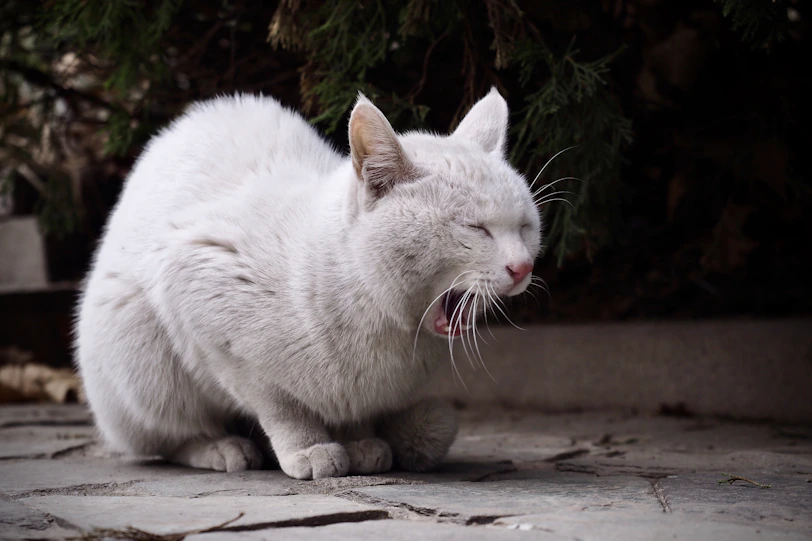a cat with its mouth open