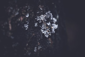 A close-up of tartar crystals on a wooden surface.