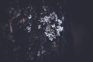 A close-up of tartar crystals on a wooden surface.