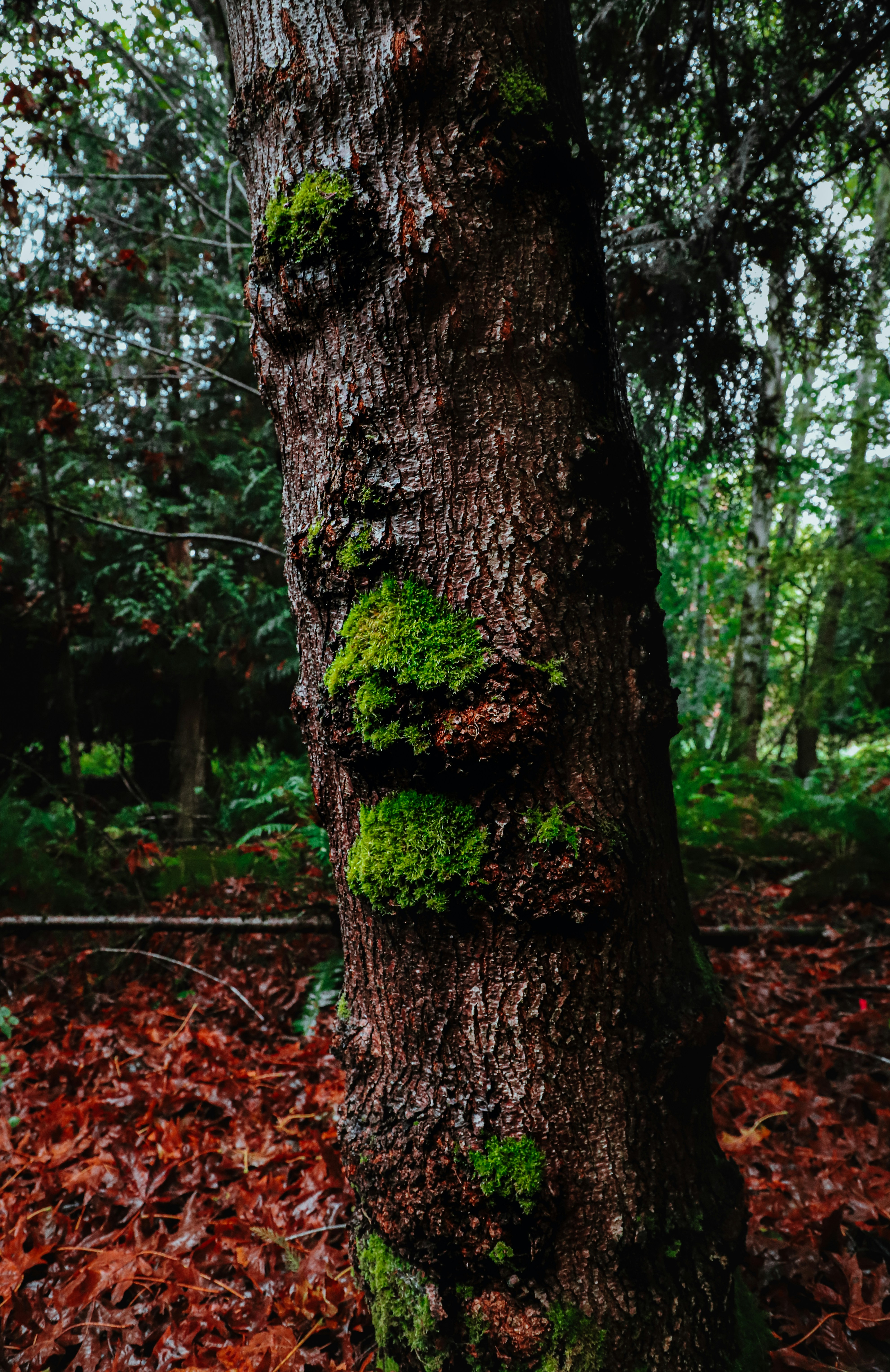Nottingham Forest logo