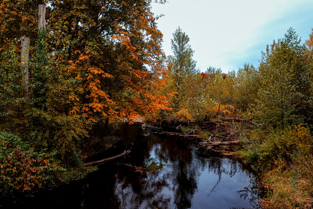 a river with trees around it