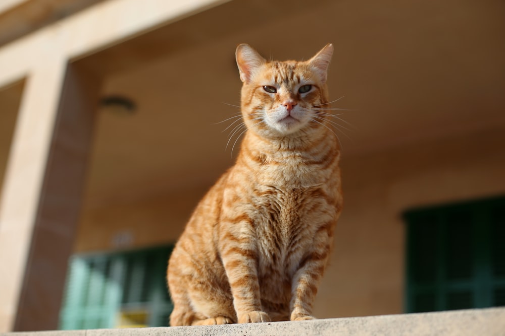 a cat sitting on a ledge