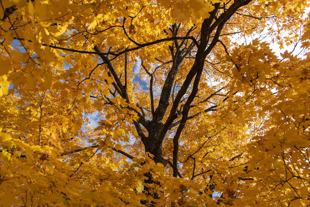 un arbre aux feuilles jaunes