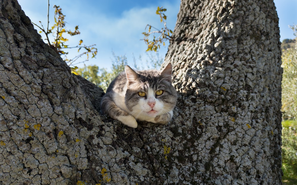 Un chat dans un arbre