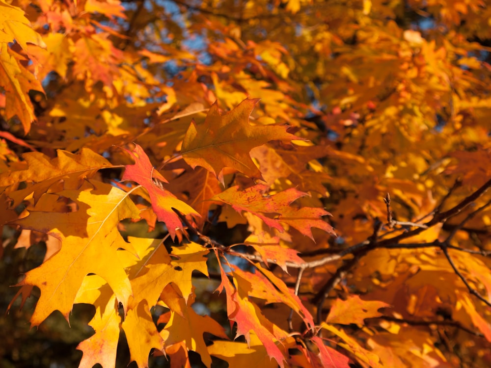 a group of colorful leaves