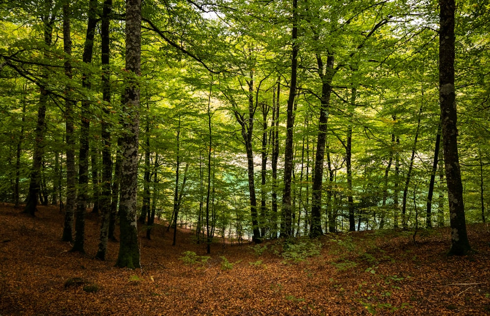 a forest of trees